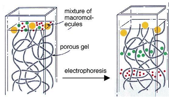 3 6/28/2016 Lab Method: Gel electrophoresis A gel matrix produces a sieve-like environment.