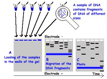 Lab Material: DNA in Gel electrophoresis 6 6/28/2016 If the length of DNA molecules is different then the gel