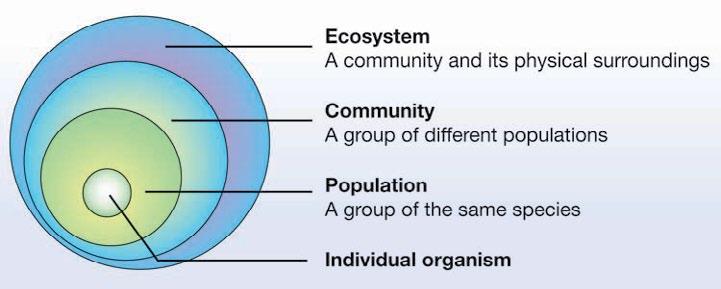 TEKS 8.11B: Biotic and Abiotic Factors p. 1 What Is an Ecosystem? An individual organism is made up of many smaller systems that work together.