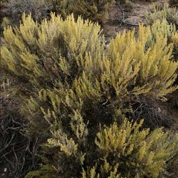 Figure 7: A plant called sagebrush can survive in the hot, dry desert. Air habitats Some organisms spend much of their time in the air. However, most occasionally return to land.
