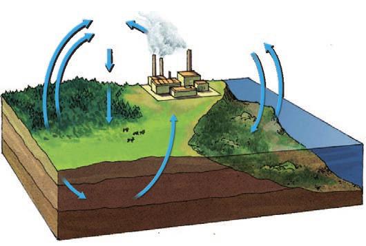 FIGURE 5.3 Carbon Cycle Biology VIDEO CLIP HMDScience.com Photosynthesis and respiration account for much of the transformation and movement of carbon.