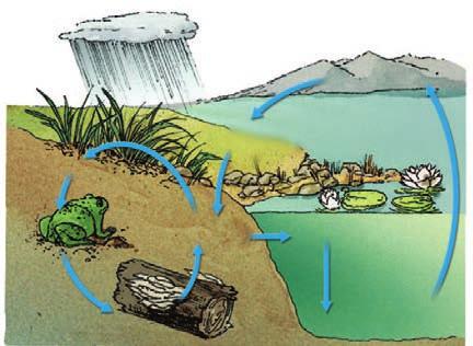 FIGURE 5.5 Phosphorus Cycle The phosphorus cycle occurs on a local, rather than global, scale. Its cycle is limited to water, soil, and ocean sediment.