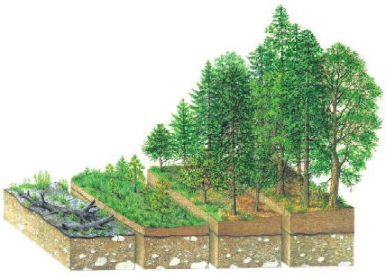 FIGURE 5.3 Secondary Succession Following a flood or a fire, a community is given a chance for new life. Plants remaining after the disturbance reestablish the ecosystem.