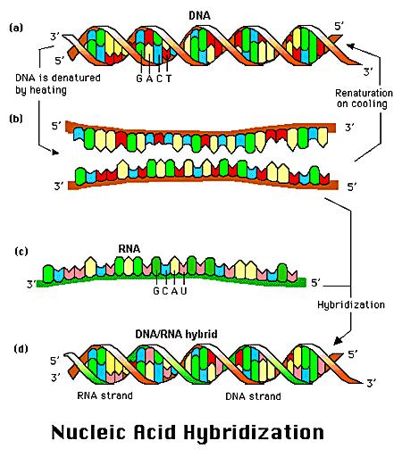 Nucleic acid hybridization Microarrays: the game plan Use hybridization to