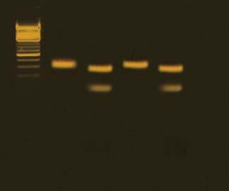 INSTRUCTOR'S GUIDE Exploring the Genetics of Taste: SNP Analysis of the PTC Gene Using PCR EDVO-Kit 345 Experiment Results and Analysis Lane 1 2 3 4 5 Sample 100 bp ladder Control DNA, uncut Control