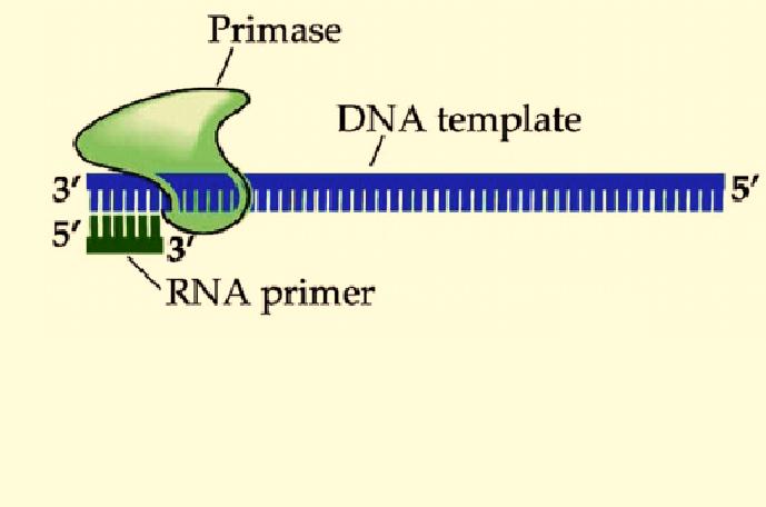 DNA: Structure and Replication - 10 DNA Polymerase and the Single Chain Template DNA polymerase's inability to add nucleotides to a single chain is solved by starting replication with a RNA primer