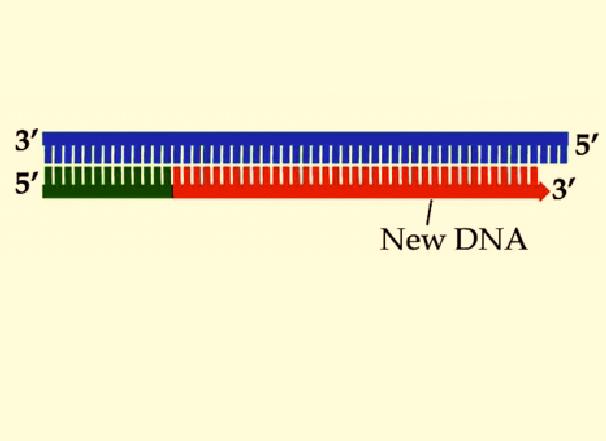 ) DNA polymerase will also eventually replace the RNA nucleotides of the primer with DNA nucleotides.