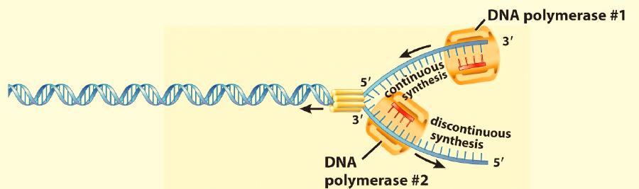DNA: Structure and Replication - 11 DNA replication is continuous along the leading strand of the original template DNA molecule, because the newly synthesized daughter nucleotides can follow the
