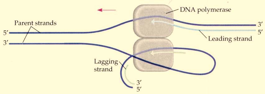 Since DNA polymerase must do both sides, the lagging strand has to be folded back on itself to "face" the correct 5' to 3' direction to fit into the DNA polymerase sliding rings.
