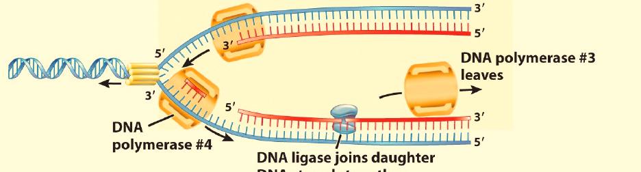 DNA: Structure and Replication - 12 After the DNA is