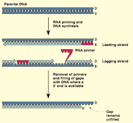DNA: Structure and Replication - 14 Before we leave the subject of DNA replication, we have one more issue: the end of the DNA molecule and telomeres.