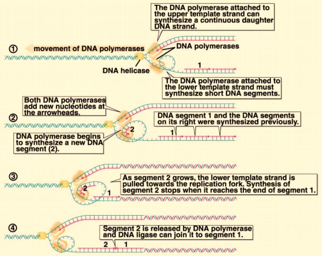 DNA: Structure and