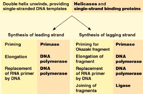 DNA Replication Summary of