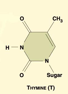 Each nucleotide contained: Phosphate (P) The 5-carbon sugar,