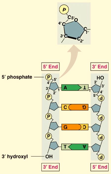 phosphate backbones ran in opposite directions to each other, or anti-parallel to