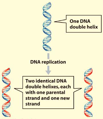 DNA: Structure and Replication - 8 DNA Replication DNA is a double stranded molecule. The two chains (or strands) are attached by hydrogen bonds between the nitrogen bases.