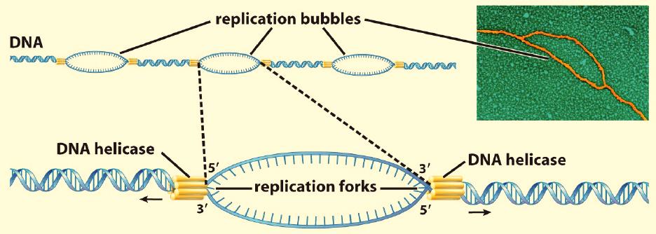 DNA: Structure and Replication - 9 A few details about the process: Prior to cell division, the enzyme, DNA helicase, facilitates the unwinding of the double-stranded DNA molecule forming replication