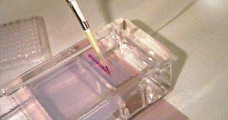 This allows electrical current from poles at either end of the gel to flow through the gel.