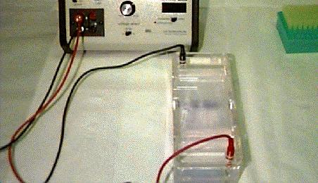 A safety cover is placed over the gel and electrodes are attached to a power supply. Electrical current is applied.