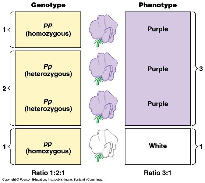 Phenotype- Genotypes Homozygous- Examples- also called Heterozygous- Example- also called Genotype Examples