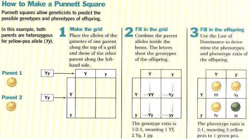 How To Make A Punnett Square How He Arrived At His 3:1 Ratio Step 1-He crossed a with a. This cross is called the. The offspring of this cross are all and are considered the.