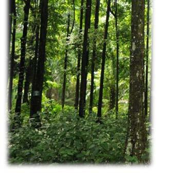 Lessons learnt from reviewing forest rehabilitation initiatives (&