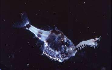 Adapation of animals Body color protection of predators camouflage (hatchetfish)