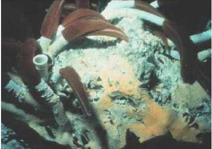 Hydrothermal Vents & Chemosynthetic Community Tube worms no digestive tract subsist on energy-rich H2S in vent water extract oxygen out of deep