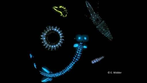 Bioluminescence Chemical reaction in a microbe or animal