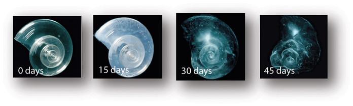 ARTICLE SUMMARY WHAT IS OCEAN ACIDIFICATION?