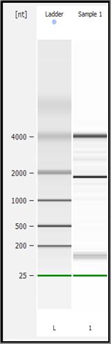 DNA Fragmentation & Nucleic Acid Isolation for NGS BiooPure RNA Isolation Reagent Offers high yields of total RNA from tissues and cells Includes protocol for enrichment of microrna Works well for