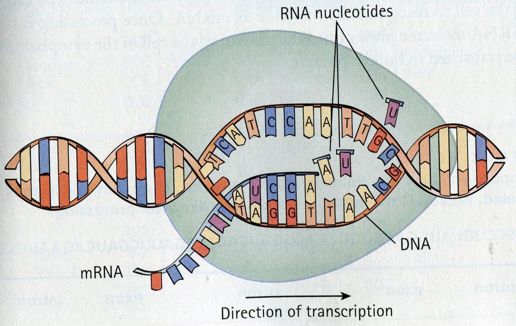 Step 1 Transcription. In this step a portion of DNA is unzipped, exposing the bases on each strand.