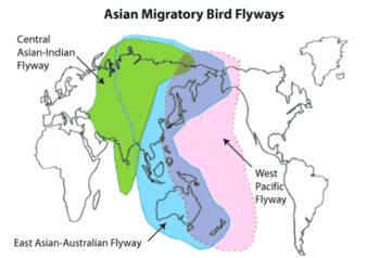 Migratory birds A total of 193 species of waterbirds are recorded from the South Asian countries.
