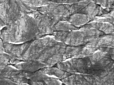 Figure 2 SEM micrographs of