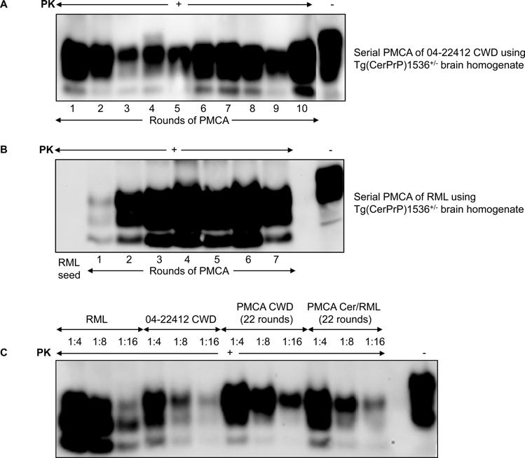 Figure 1. Western blot analysis showing amplification of protease-resistant CerPrP by serial PMCA. A: Serial PMCA of 04-22412 CWD using Tg(CerPrP)1536 +/2 brain homogenate.