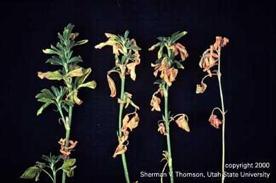 VARIETY CONSIDERATIONS Verticillium Wilt Occurs in cooler climates Spread by plant material on equipment Stunts plants; yellow V at leaf tips. Leaves may curl along midrib, turn pink.