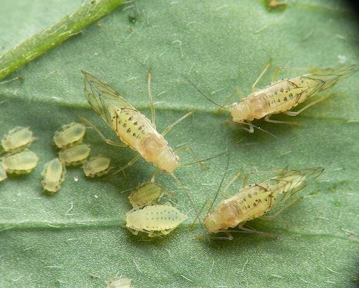 VARIETY CONSIDERATIONS Spotted Alfalfa Aphid Likes warm, dry conditions late summer, older leaves Injects toxic substance, causes yellowing leaf veins, lower economic threshold than pea aphid Control