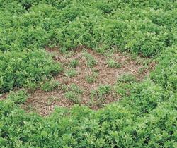 VARIETY CONSIDERATIONS Stem Nematodes Prefers heavy, wet soils Lives in plant matter mainly Transported in infested seed, plant residue, manure,