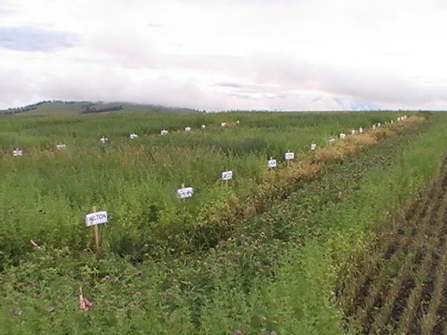 NORTH IDAHO ALFALFA TRIALS 33 dryland alfalfa