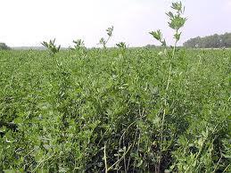 SUMMARY Getting the most from alfalfa Know your climate, soil, fertility, disease pressures Manage for success Avoid