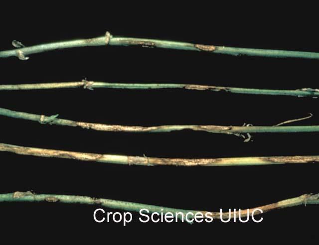 VARIETY CONSIDERATIONS Diseases Anthracnose Diamond-shaped lesions on stems Hot moist conditions