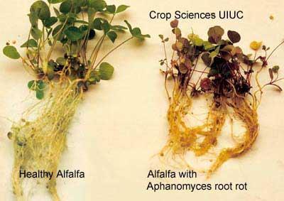 VARIETY CONSIDERATIONS Diseases Aphanomyces Root Rot Stunts/kills seedlings, caused chronic root disease in established stands Common in wet soils Symptoms resemble nitrogen
