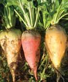 Fodder Beet Trials Data Variety Dry Matter Yield Fresh Root Yield Dry Matter Skin Colours Top Size % of Root Dirt Tare % % Content % 9=Large in Ground % 100%=Tonnes/Ha 17.6 95.4 Tarine RR 108 99 20.