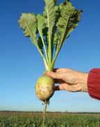 Stubble Turnips Trials Data Variety Type Total Dry Matter Yield Total Fresh Yield Root Dry Matter Yield Leaf Dry Matter Yield Mildew Resistance % % % % 9=Best 100%=Tonnes/Ha 4.95 47.