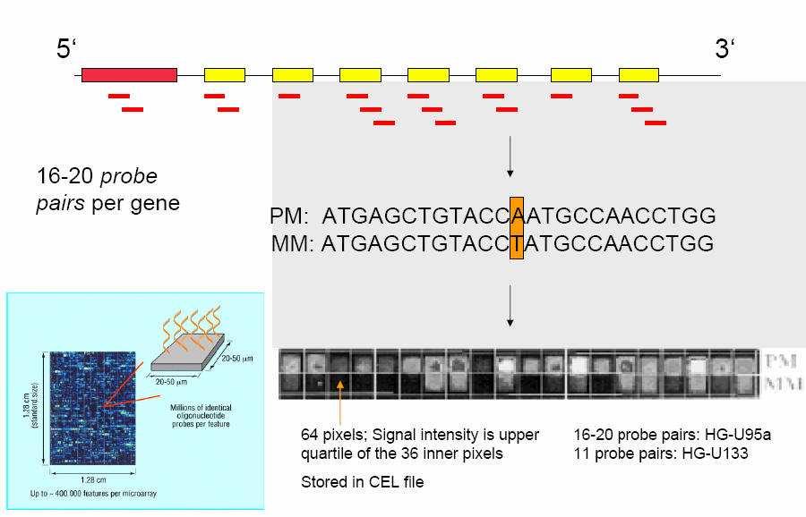 HD Oligonucleotide Arrays The amount of DNA at each position is measured as the amount of label affixed to the PM minus the