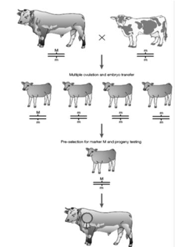Accommodating markers in breeding schemes http://www.animalgenome.