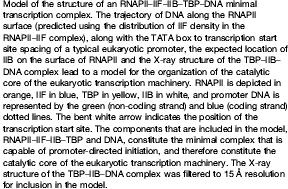 IIF Transcription factor IIB TATA binding protein