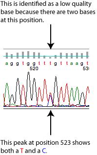 Single Nucleotide Polymorphisms (SNPs) The two forms of an SNP are called alleles. http://scienceblogs.com/digitalbio/2007/09/genetic_variation_i_what_is_a.