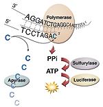 Pyrosequencing 454 Life Sciences Addition of dntp releases a pyrophosphate (PPi) stochiometrically Sulfurase converts PPi to ATP ATP and Luciferase drive conversion of luciferin to oxyluciferin that