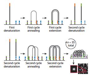 Mardis, E. R. (2013). Next-Generation Sequencing Platforms.